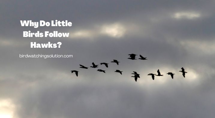 Why Do Little Birds Follow Hawks