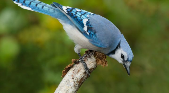A blue jay about to take off