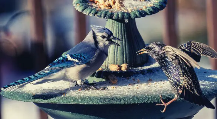A blue jay bullying a starling to shoo it off from the feeder