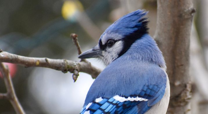 A blue jay captured while searching for a nesting site