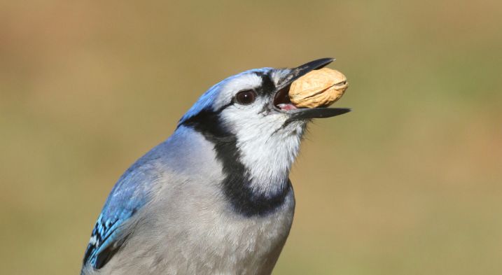 A blue jay swallowing a whole peanut which is slightly cracked