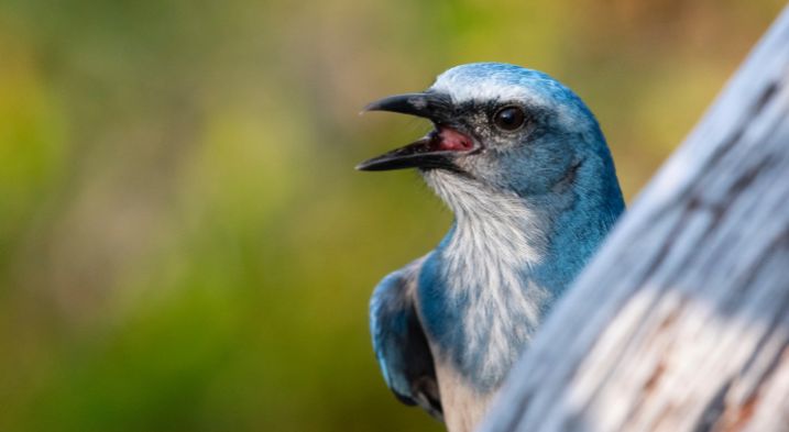 A cunning blue jay trying to scare other birds