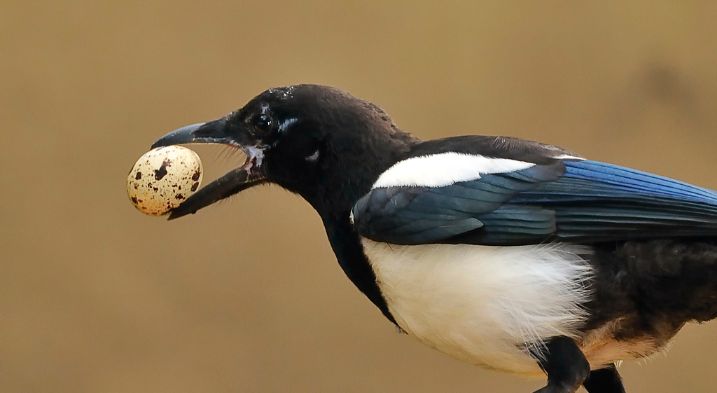 A naughty magpie stealing an egg