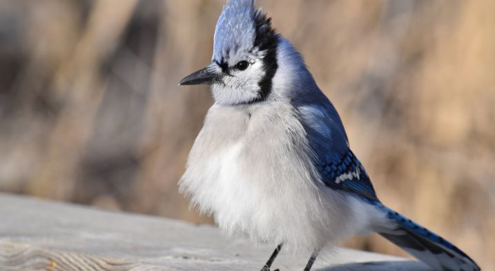 An angry looking fat but cute blue jay