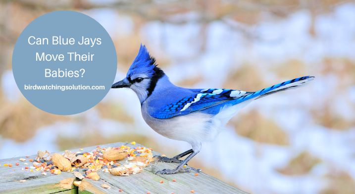 Can Blue Jays Move Their Babies? Interesting Facts