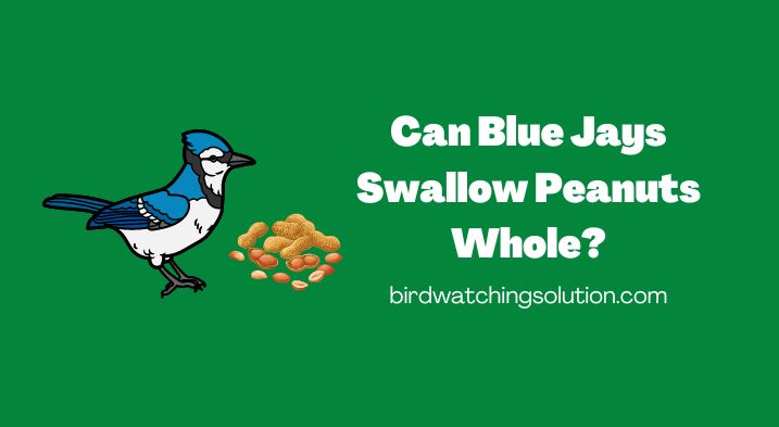 Can Blue Jays Swallow Peanuts Whole (2)