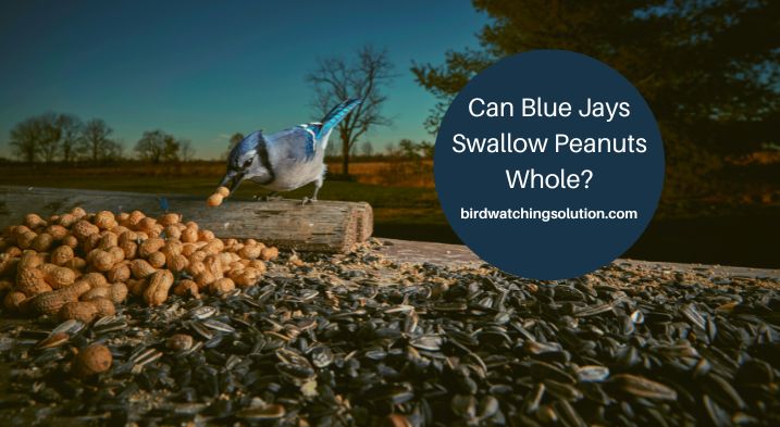 Can Blue Jays Swallow Peanuts Whole