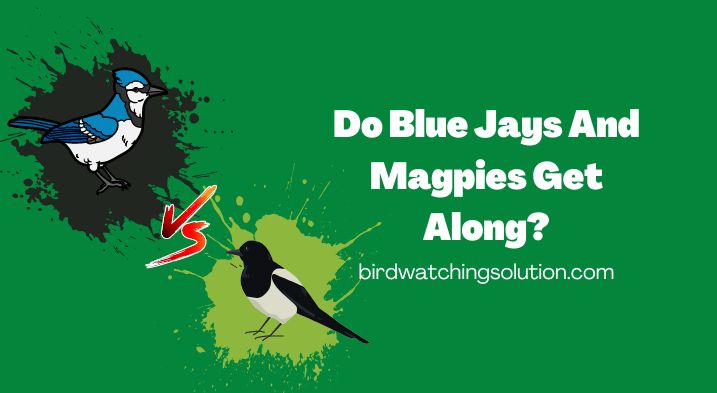 Do Blue Jays And Magpies Get Along (2)
