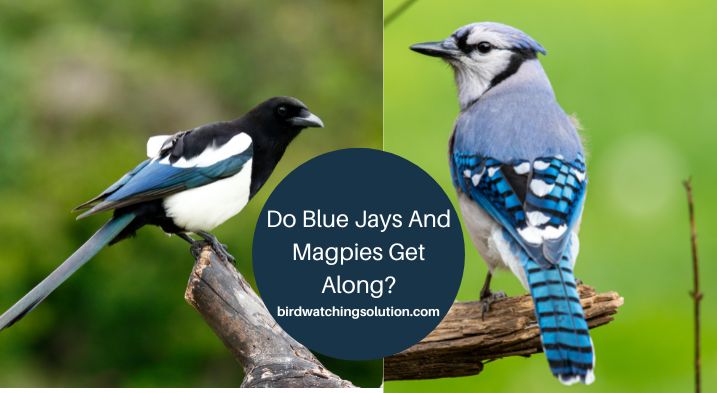 Do Blue Jays And Magpies Get Along