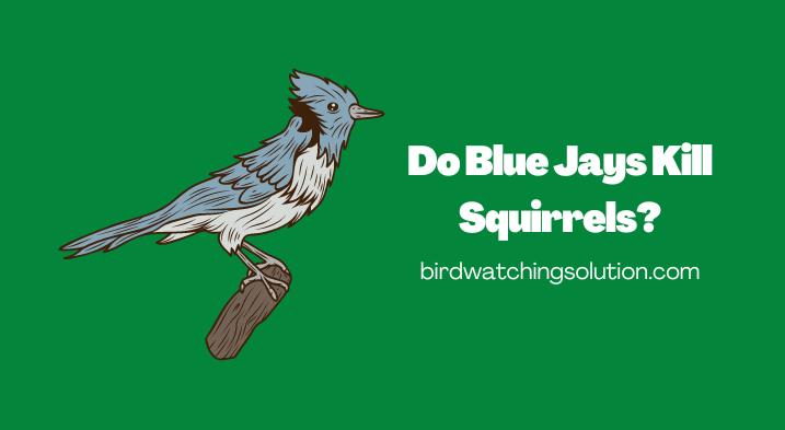 Do Blue Jays Kill Squirrels