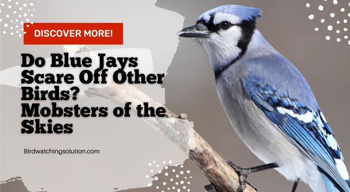 Do Blue Jays Scare Off Other Birds? Mobsters of the Skies