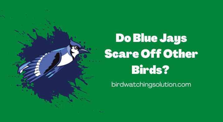 Do Blue Jays Scare Off Other Birds  Mobsters of the Skies