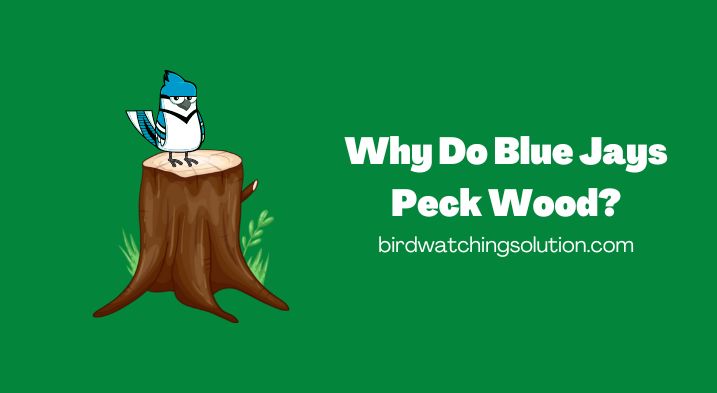 Why Do Blue Jays Peck Wood (2)