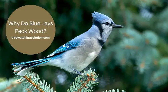 Why Do Blue Jays Peck Wood
