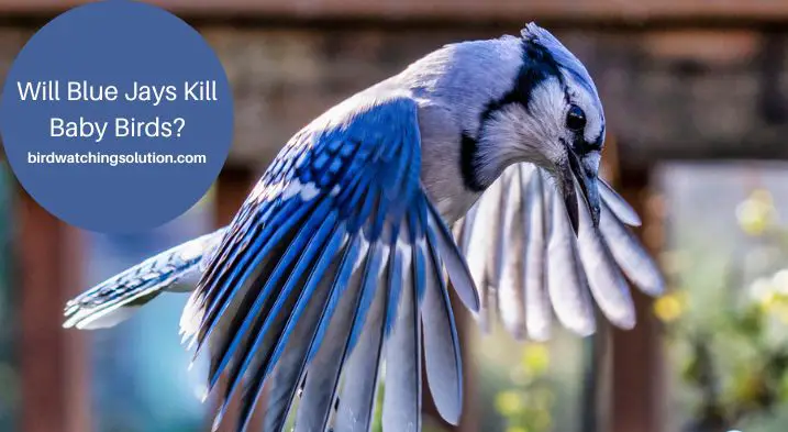 Will Blue Jays Kill Baby Birds? Read This First
