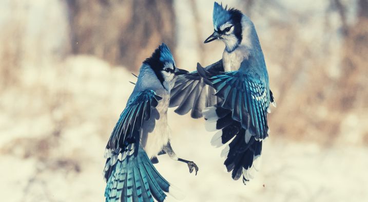 two blue jays fighting with each other