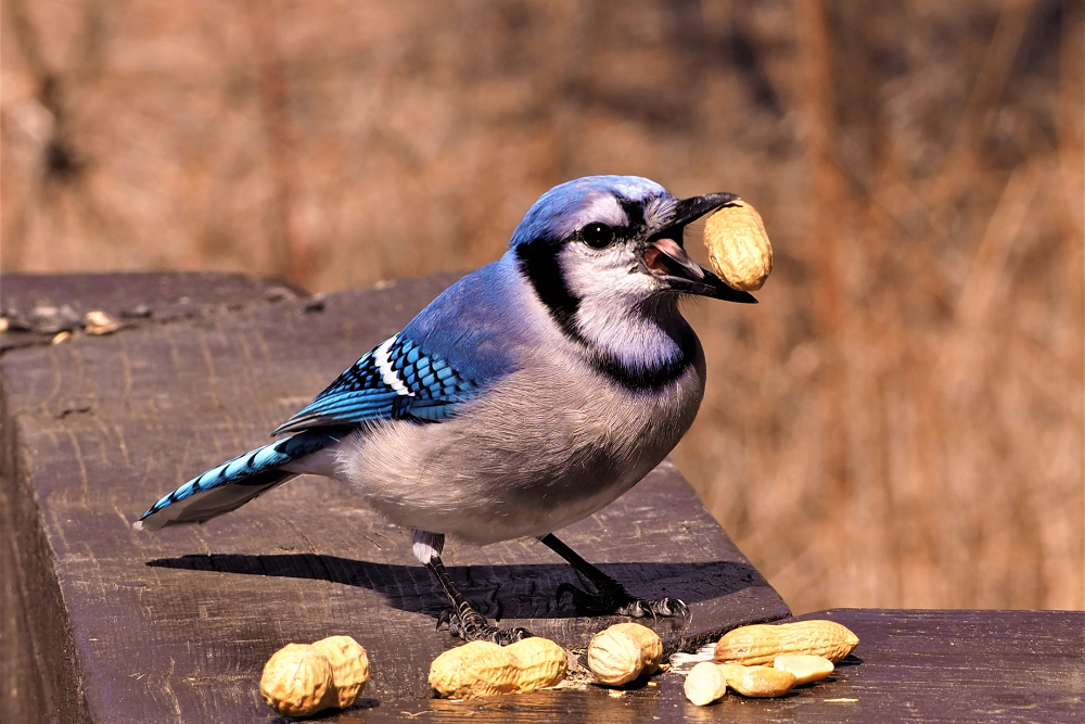 A blue jay feasting on peanuts