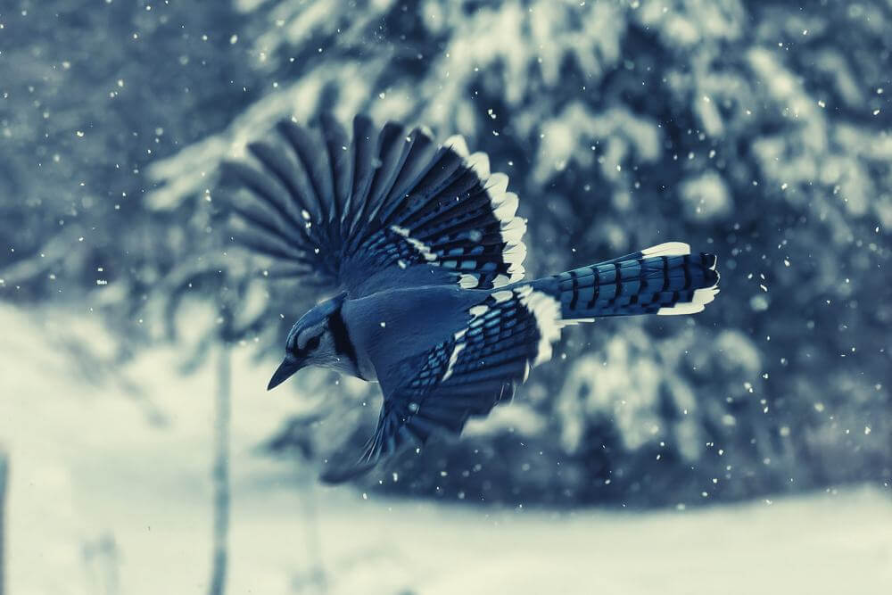 A blue jay landing for food