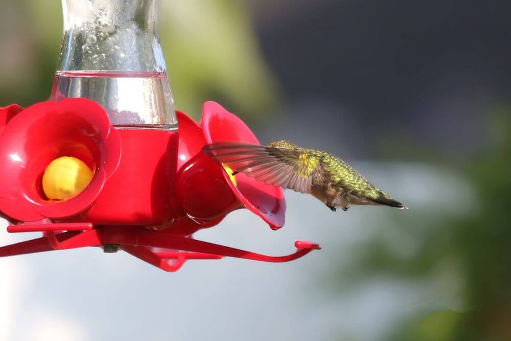 A hummingbird sucking nectar from the feeder