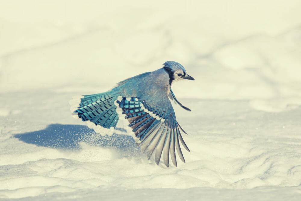 A stunning blue jay taking off from the snow