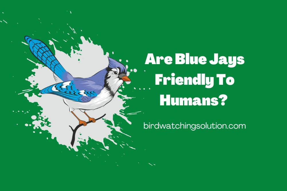 Are Blue Jays Friendly To Humans