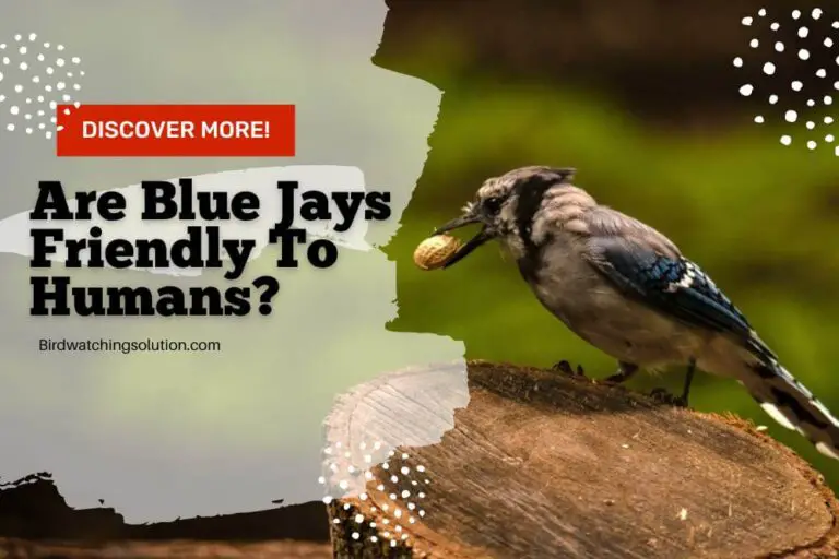Are Blue Jays Friendly To Humans? The Answer May Surprise You