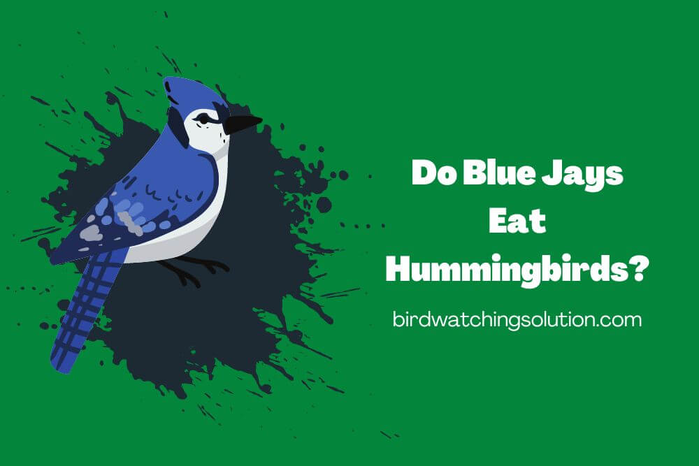 Do Blue Jays Eat Hummingbirds