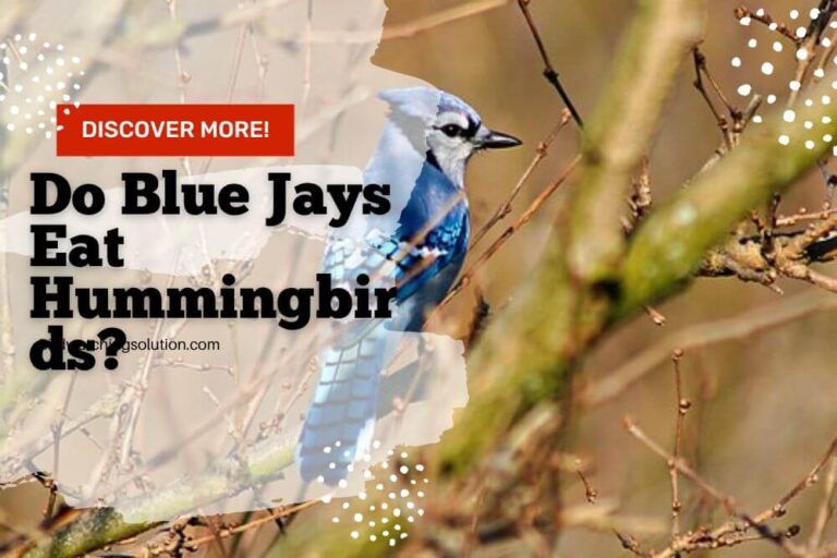 Do Blue Jays Eat Hummingbirds