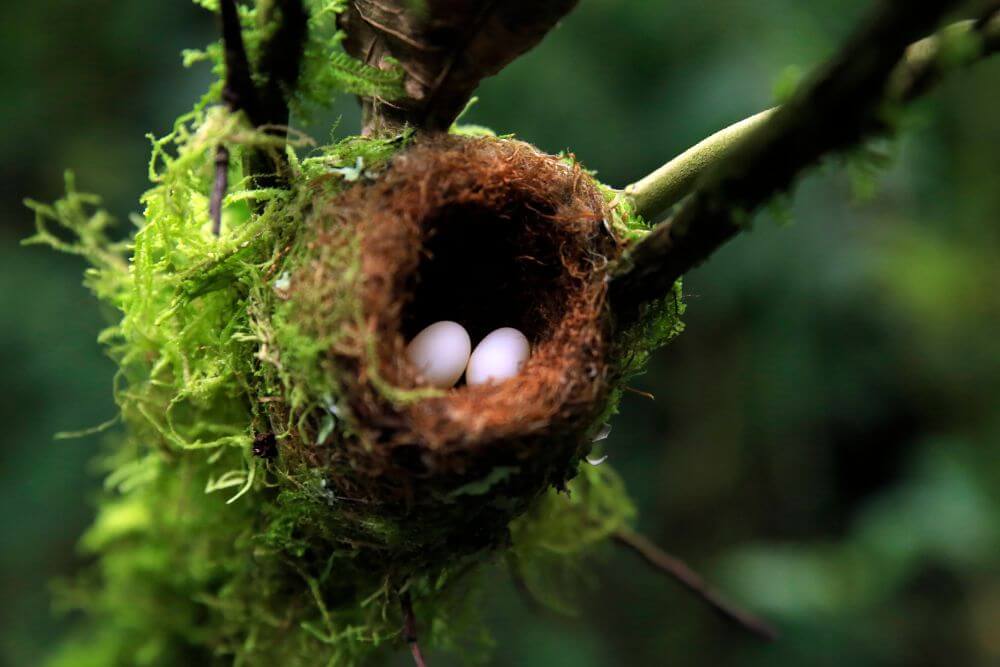 Hummingbird camouflaged nest and eggs