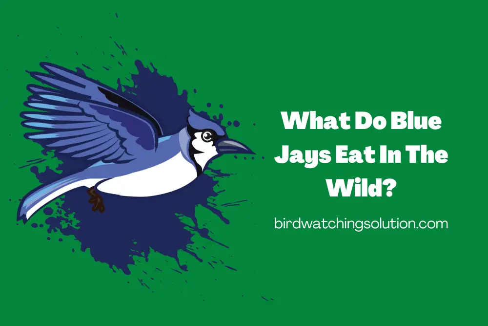 What Do Blue Jays Eat In The Wild (2)
