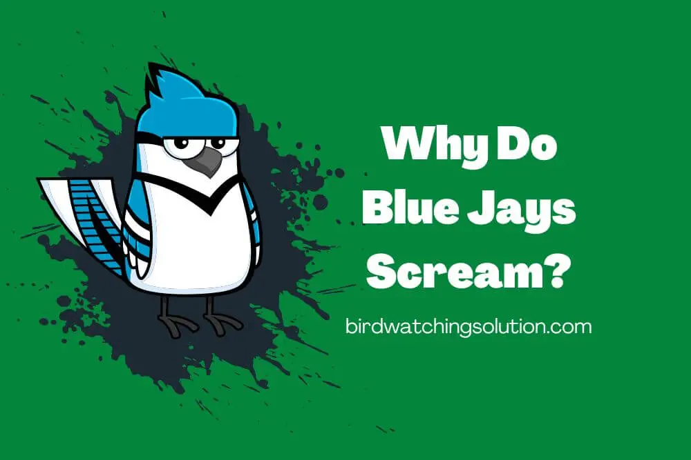 Why Do Blue Jays Scream (2)