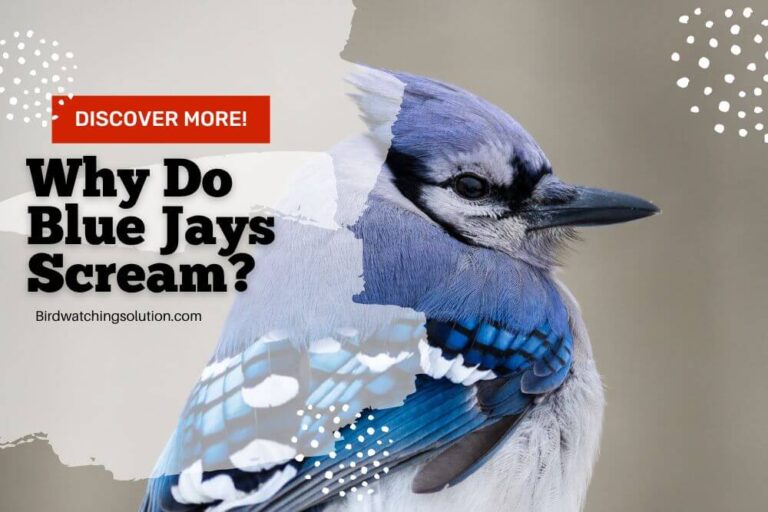 Why Do Blue Jays Scream