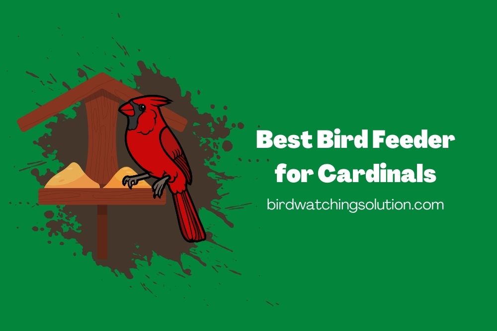 Best Bird Feeder for Cardinals 