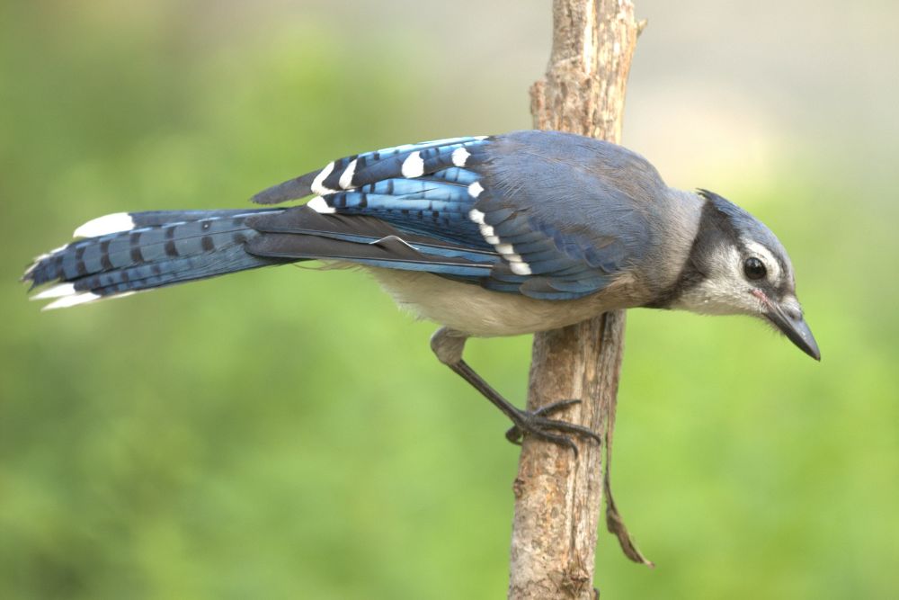 A blue jay looking at something curiously