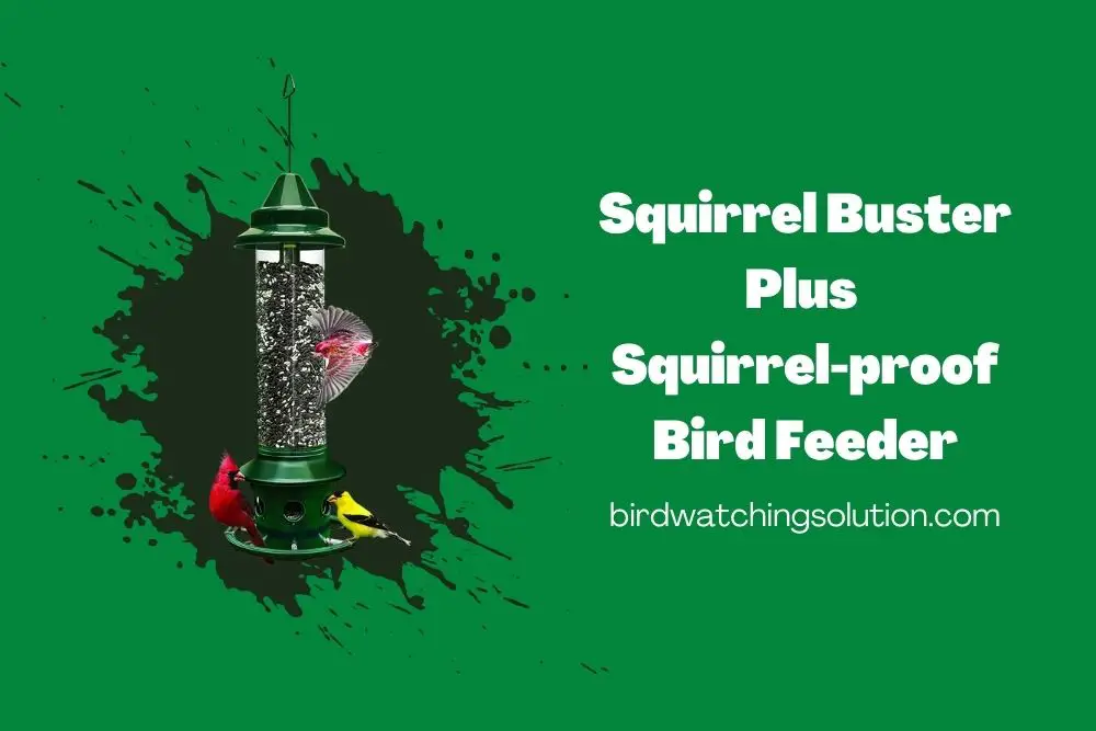 Squirrel Buster Plus Squirrel-proof Bird Feeder w_Cardinal Ring and 6 Feeding Ports