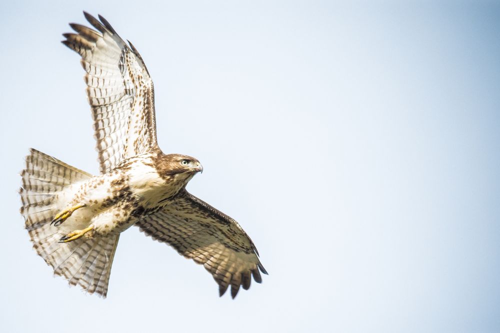 A hawk soaring high in the sky