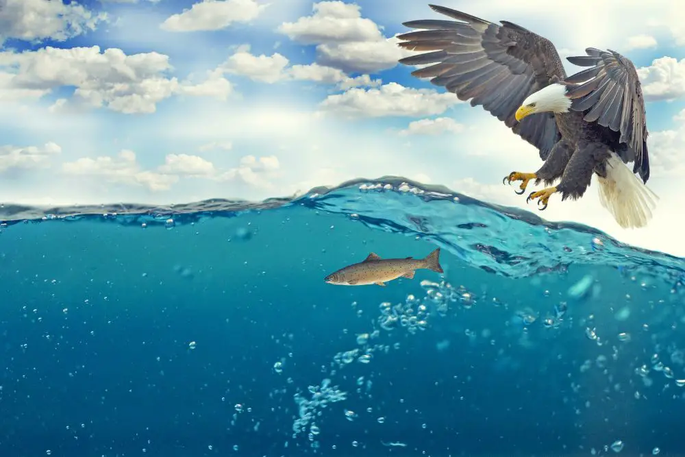 An eagle lifting a fish from the water