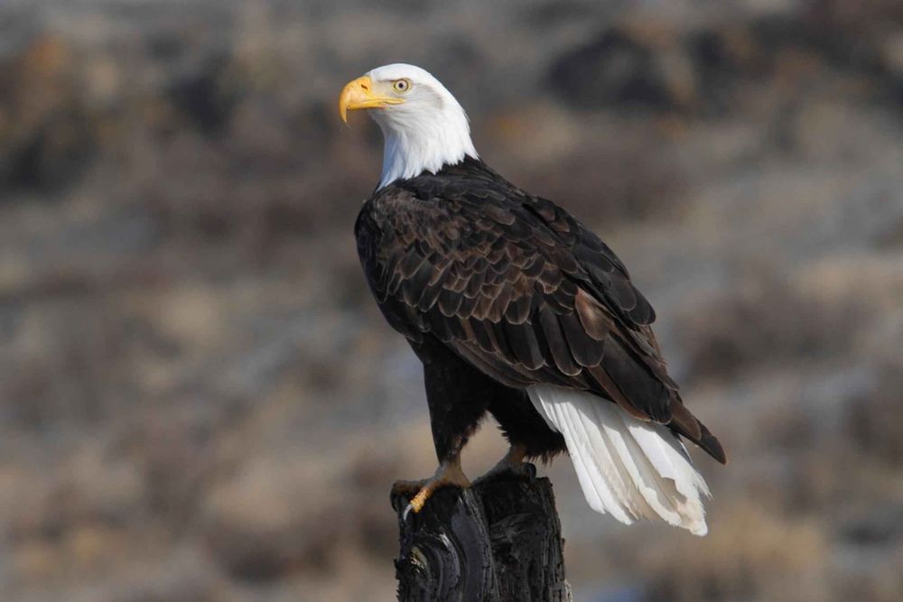 An eagle perching high on a post