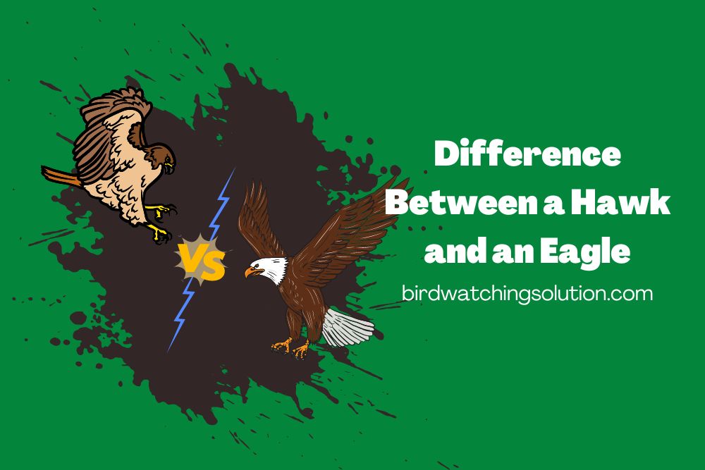 Difference Between a Hawk and an Eagle (2)