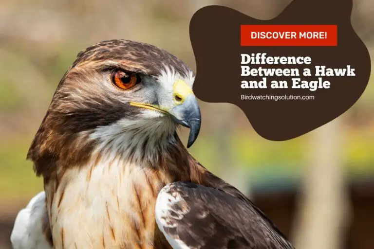 Unraveling the Difference Between a Hawk and an Eagle
