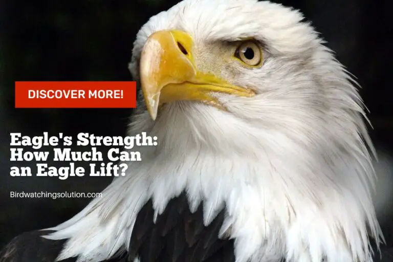 Eagle's Strength: How Much Can an Eagle Lift