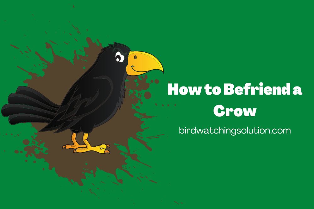 how to befriend a crow