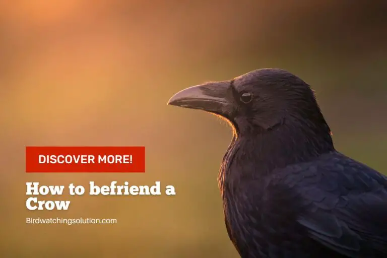 how to befriend a crow