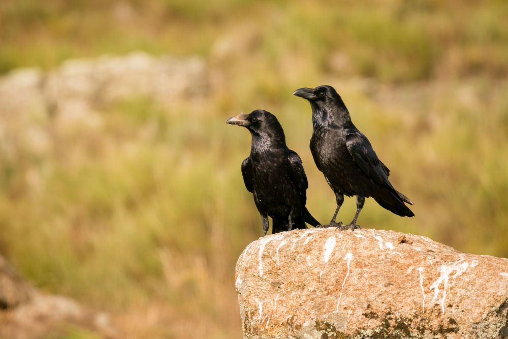 two crows perching together looking for food