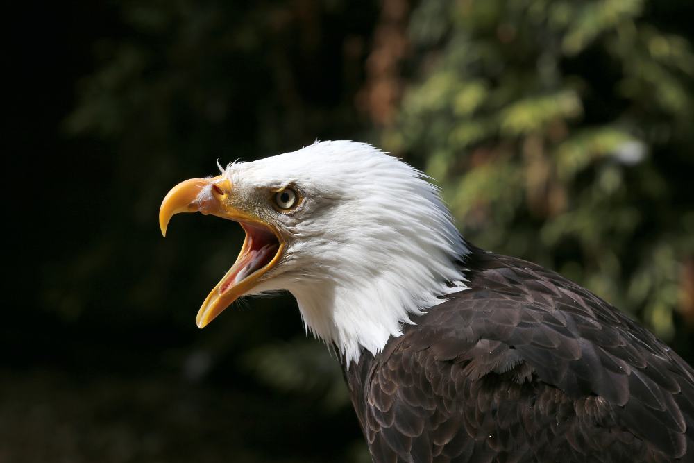 A bald eagle about singing