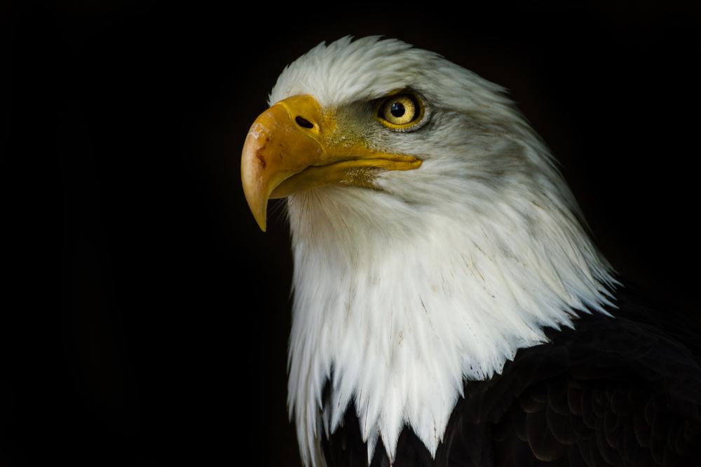 A cool bald eagle with white head