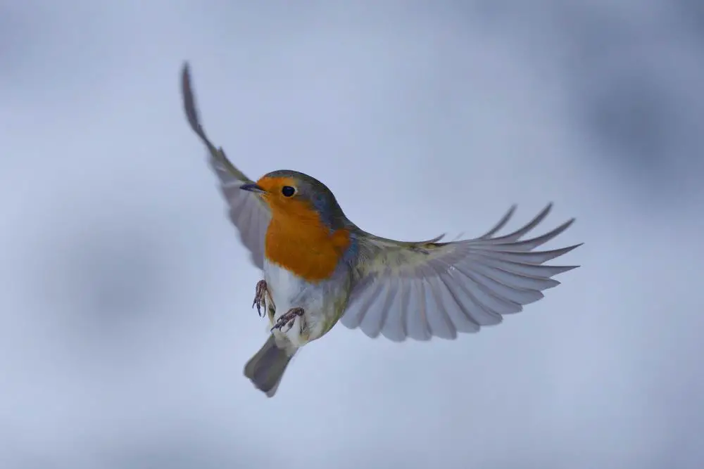 A cool robin about to land