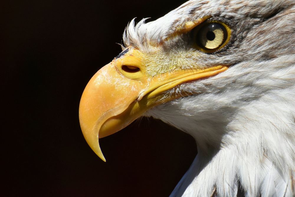 A graceful Eagle closeup