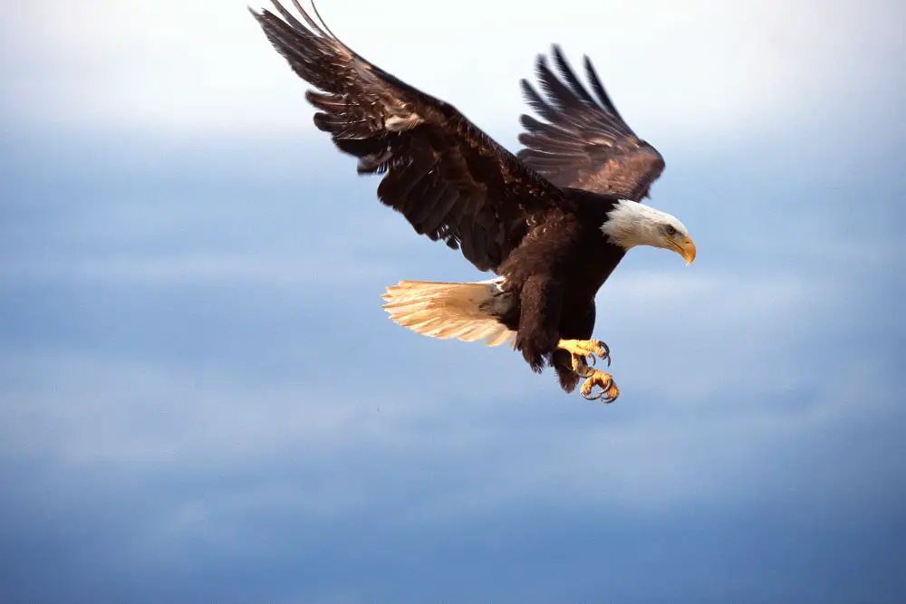A graceful eagle about to catch its prey