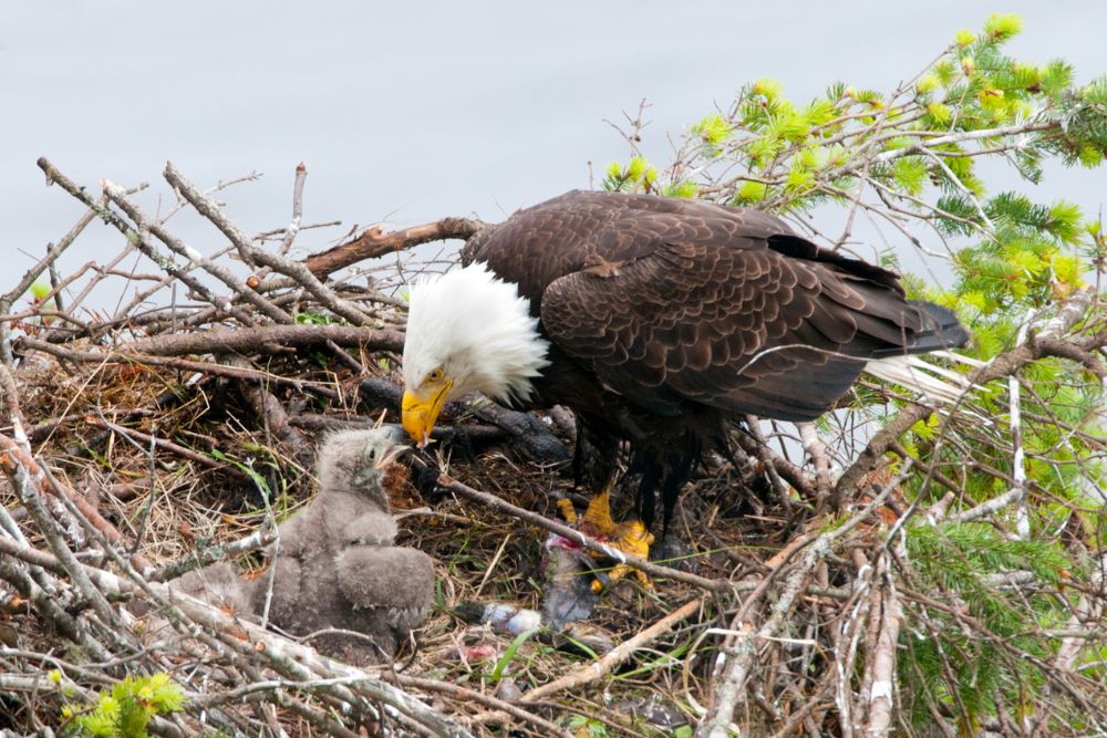 A mother eagle feeding her babies